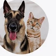 A German Shepherd and a tabby cat sitting side by side.